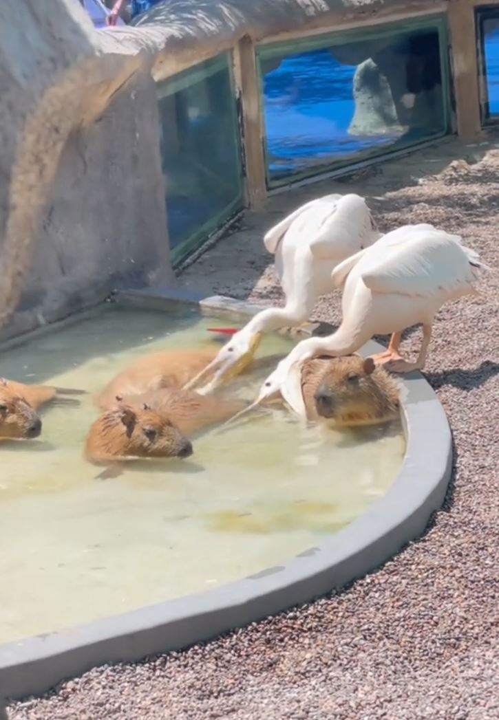 Mňam mňam, teba si dám... ale ako?
